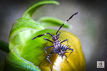 helmeted squash bug