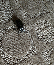 hermit flower beetle