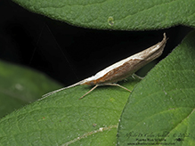 honeysuckle moth