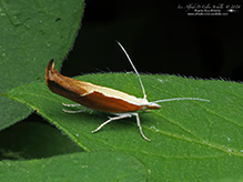 honeysuckle moth