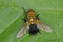 hornworm tachinid fly