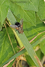 hornworm tachinid fly