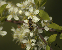 hoverfly (Helophilus sp.)
