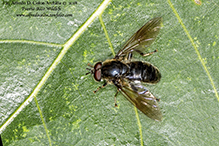 hoverfly (Pipiza sp.)