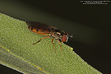 hoverfly (Platycheirus sp.)
