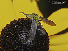 hunchback bee fly