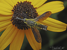 hunchback bee fly