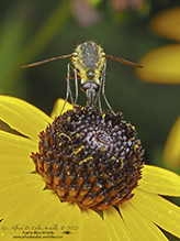 hunchback bee fly