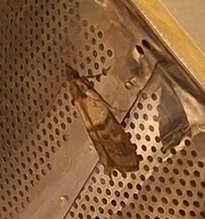 Indian meal moth
