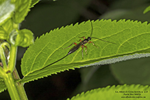 ichneumon wasp (Lissonota sp.)