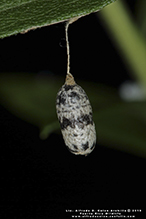 ichneumon wasp (Charops annulipes)