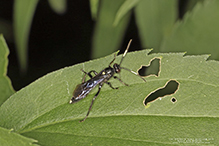 ichneumon wasp (Vulgichneumon brevicinctor)