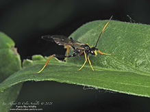 ichneumonid wasp (Acroricnus stylator aequatus)