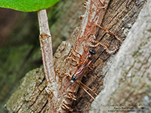 ichneumonid wasp (Subtribe Agrothereutina)