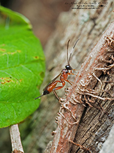 ichneumonid wasp (Subtribe Agrothereutina)