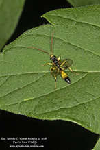 ichneumonid wasp (Cosmoconus sp.)