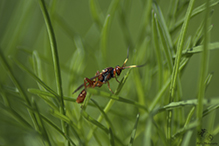 ichneumonid wasp (Family Ichneumonidae)