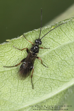 ichneumonid wasp (Family Ichneumonidae)
