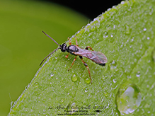 ichneumonid wasp (family Ichneumonidae)