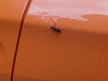 ichneumonid wasp (family Ichneumonidae)