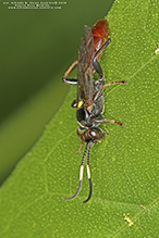 ichneumonid wasp (Melanichneumon sp.)