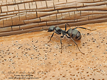 icy mound ant