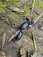 impressive meloine beetle