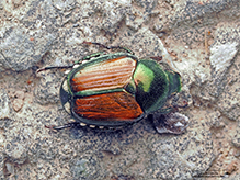 Japanese beetle