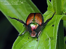 Japanese beetle
