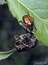 Japanese beetle