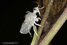 jagged ambush bug (Phymata sp.)