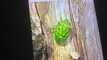 juniper stink bug