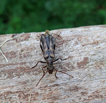 ladder-marked longhorn beetle