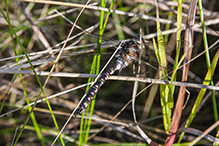 lance-tipped darner