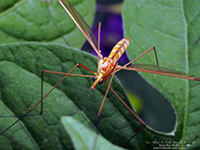 large crane fly (subfamily Tipulinae)