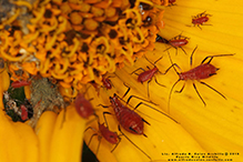 large daisy aphid (Uroleucon sp.)