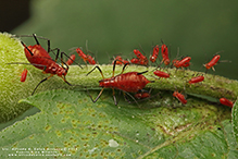 large daisy aphid (Uroleucon sp.)
