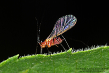 large daisy aphid (Uroleucon sp.)