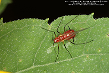 large daisy aphid (Uroleucon sp.)