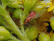 large daisy aphid (Uroleucon sp.)