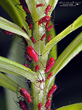 large daisy aphid (Uroleucon sp.)
