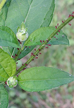 large daisy aphid (Uroleucon sp.)