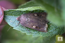 large yellow underwing