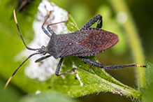 leaf-footed bug (Acanthocephala terminalis)