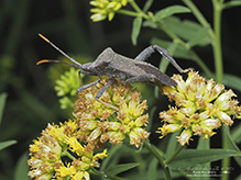 leaf-footed bug (Acanthocephala terminalis)