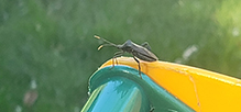 leaf-footed bug (Acanthocephala terminalis)