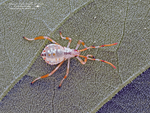 leaf-footed bug (Acanthocephala terminalis)