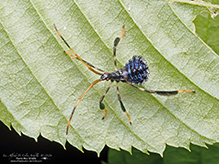 leaf-footed bug (Acanthocephala terminalis)