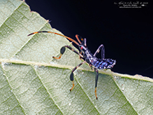 leaf-footed bug (Acanthocephala terminalis)