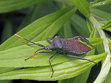 leaf-footed bug (Acanthocephala terminalis)